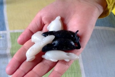 Trẻ dễ nhiễm độc vì đồ chơi chuột nhựa dẻo